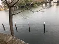 洗足池の写真_740024
