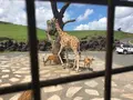 アフリカンサファリの写真_742029