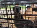 アフリカンサファリの写真_742031