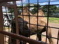アフリカンサファリの写真_742034