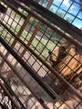 アフリカンサファリの写真_742036