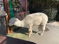 東武動物公園の写真_742558