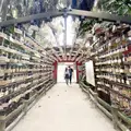 青島神社の写真_743145
