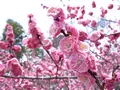 京都御苑の写真_744865