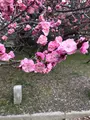 京都御苑の写真_744867
