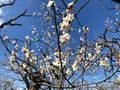 偕楽園の写真_745019