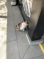 愛宕神社の写真_749144