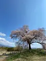 わに塚のサクラの写真_750607