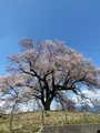 わに塚のサクラの写真_750608