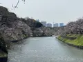 千鳥ヶ淵の写真_750810