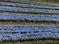 青ノ洞門の写真_752847