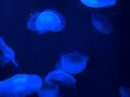 九十九島水族館海きららの写真_752902