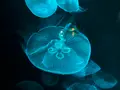 九十九島水族館海きららの写真_752903