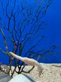九十九島水族館海きららの写真_752904