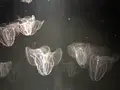 九十九島水族館海きららの写真_752905