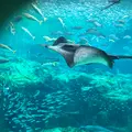 九十九島水族館海きららの写真_752906