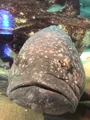 九十九島水族館海きららの写真_752908