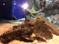 九十九島水族館海きららの写真_752910