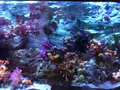 九十九島水族館海きららの写真_752911