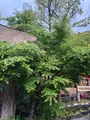 天狗の滝の写真_769839