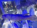 沼津港深海水族館の写真_773592