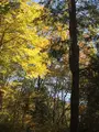 益子県立自然公園 益子の森の写真_777242
