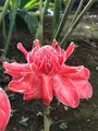 東京都夢の島熱帯植物館の写真_781603