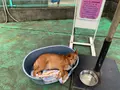 碑文谷公園の写真_783435
