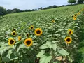 あわじ花さじきの写真_786158
