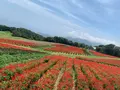 あわじ花さじきの写真_786159