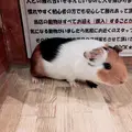 小動物カフェ ROCK STARの写真_788670
