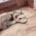 小動物カフェ ROCK STARの写真_788674
