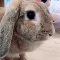 小動物カフェ ROCK STARの写真_788675