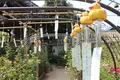 おふさ観音の写真_795570