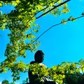 塩澤山 寳光寺 鹿野大佛の写真_808230