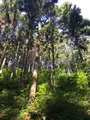 塩澤山 寳光寺 鹿野大佛の写真_808231