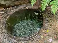 明治神宮の写真_816146