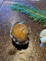 いけす円座の写真_816188