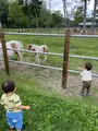 川湯パーク牧場の写真_827062