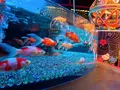 【閉業】アートアクアリウムの写真_833693
