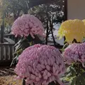 笠間稲荷神社の写真_837815