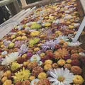 笠間稲荷神社の写真_837816