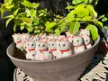 今戸神社の写真_840451