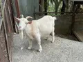 池田動物園の写真_854660