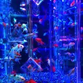 アートアクアリウム美術館の写真_856890