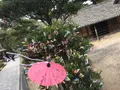 松陰神社の写真_859741