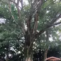 石坐神社の写真_871670