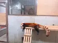 京都市動物園の写真_875732