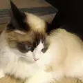 猫カフェモカラウンジ 池袋東口店の写真_878102