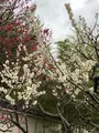 好古園の写真_886959